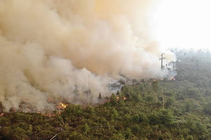 Menteri LHK Bantah Kebakaran Hutan Di Sumatera Dan Kalimantan Sebabkan ...